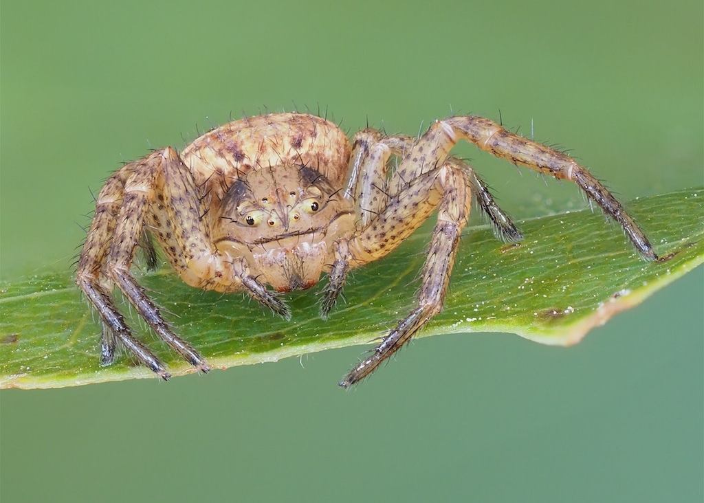 Xysticus elegans found at Algonquin Provincial Park. Photo by John Reaume. 