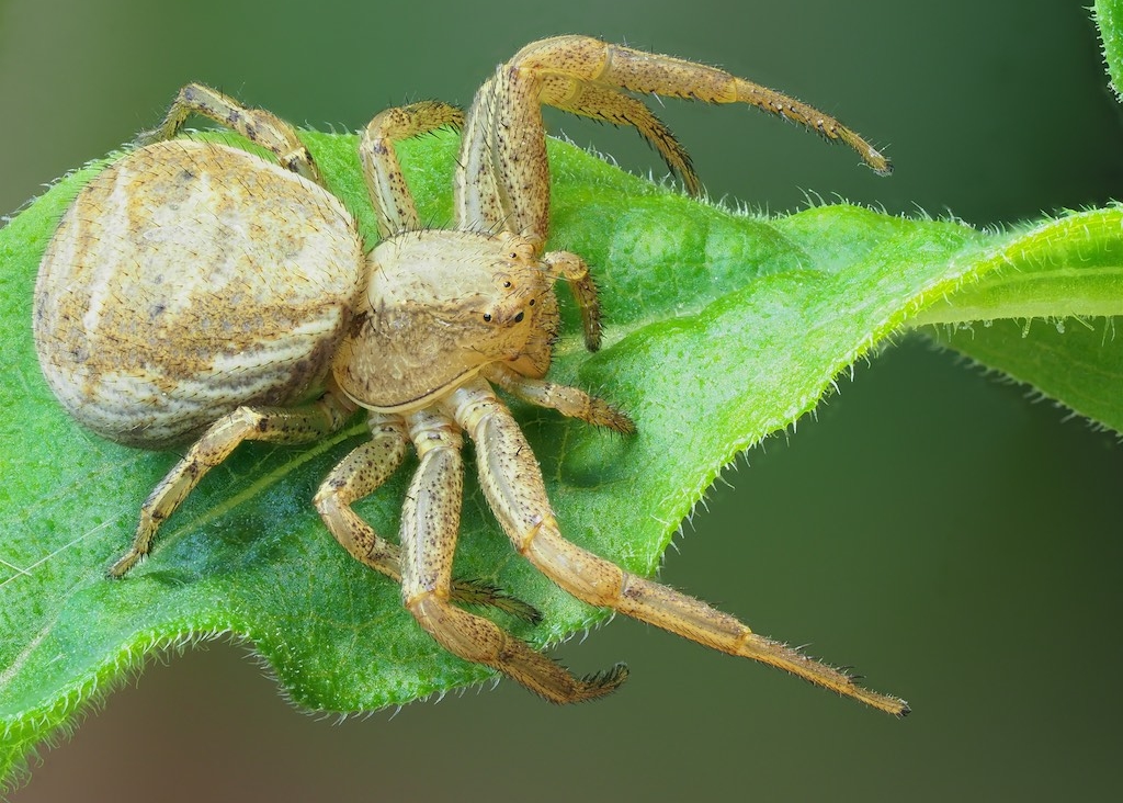 Xysticus emertoni found in The Arboretum. Photo by John Reaume. 