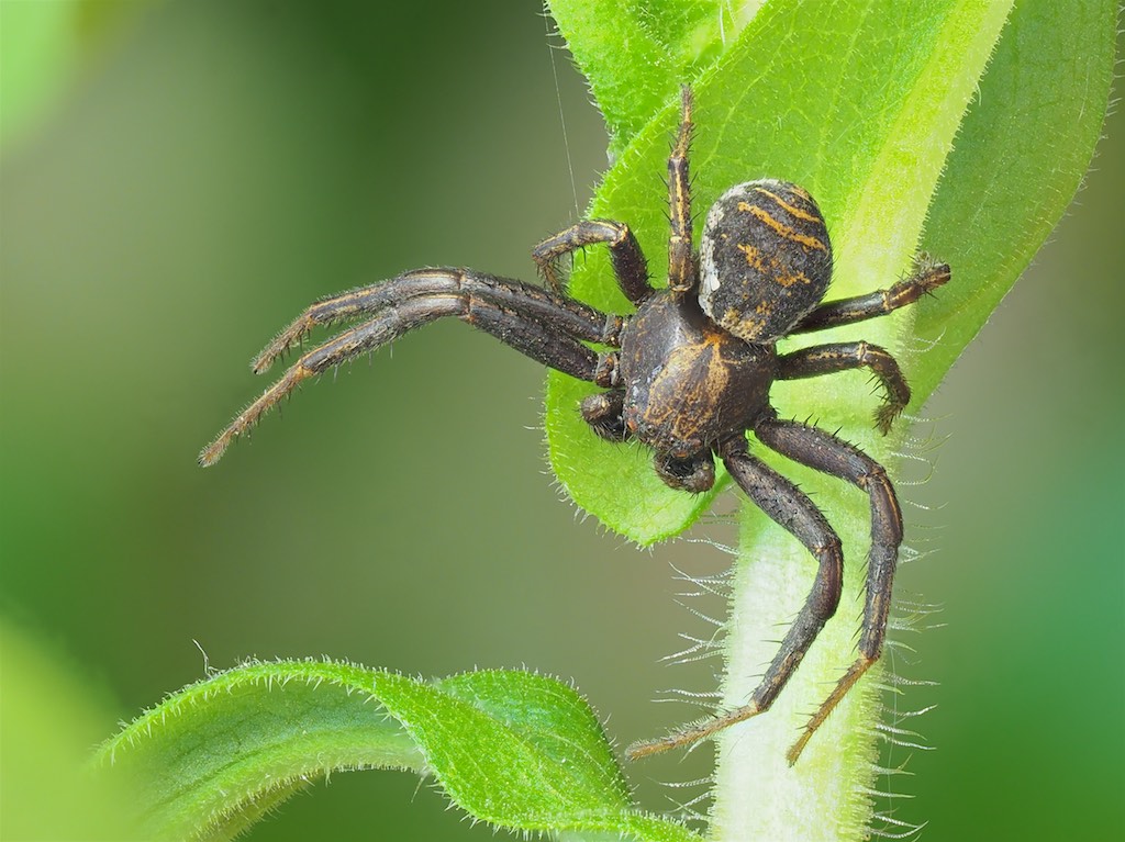 Xysticus emertoni found in The Arboretum. Photo by John Reaume. 