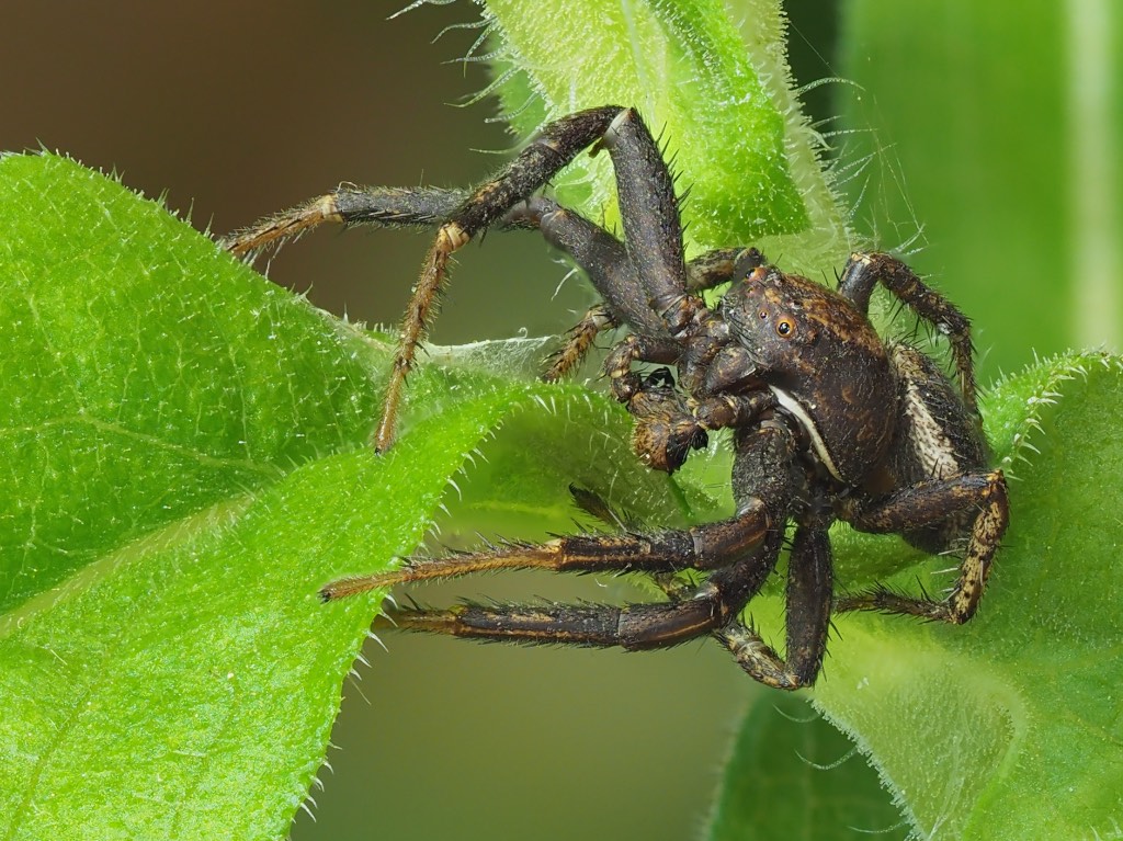 Xysticus emertoni found in The Arboretum. Photo by John Reaume. 