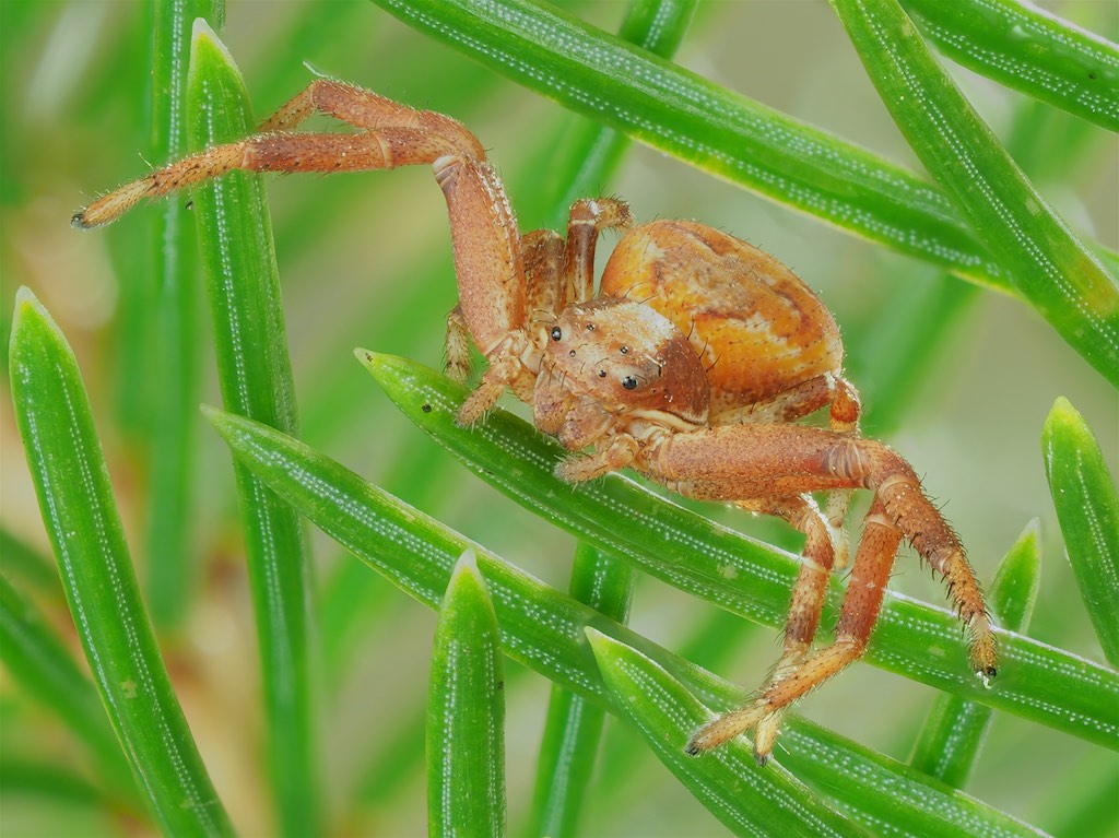 Immature Xysticus punctatus found in The Arboretum. Photo by John Reaume. 