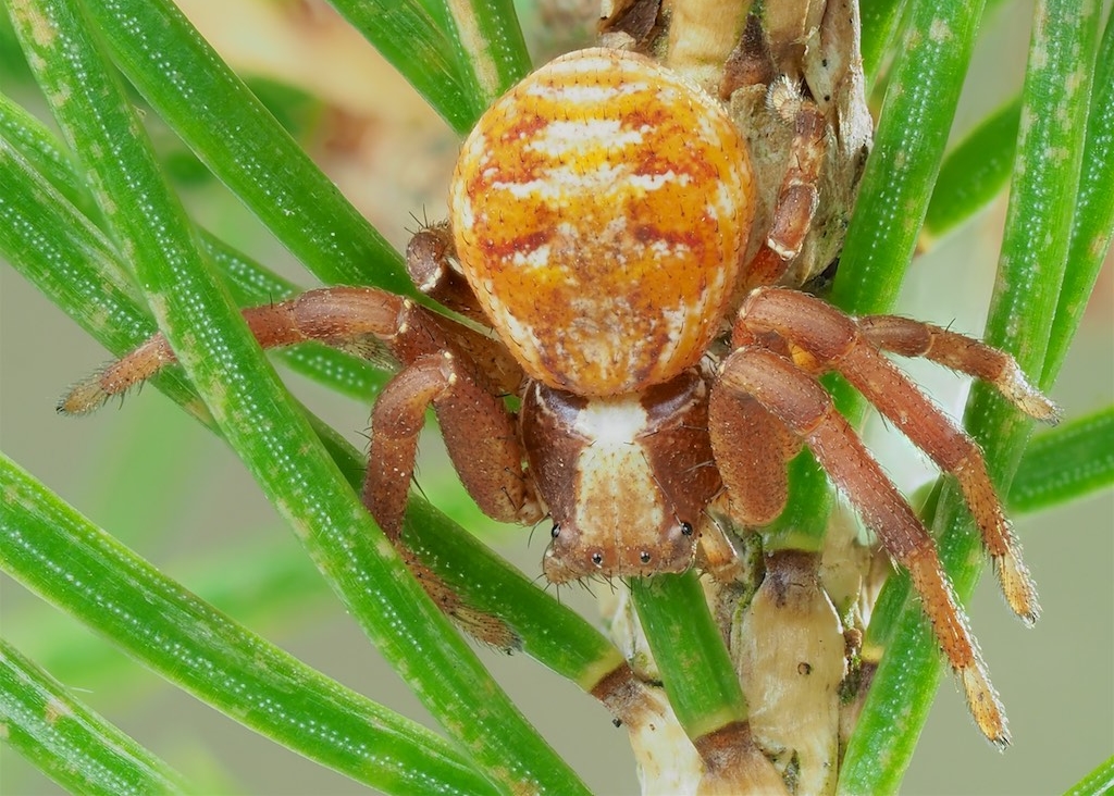 Immature Xysticus punctatus found in The Arboretum. Photo by John Reaume. 