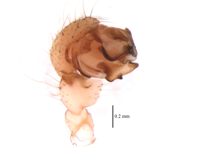 Male Araneus trifolium palpa prolateral