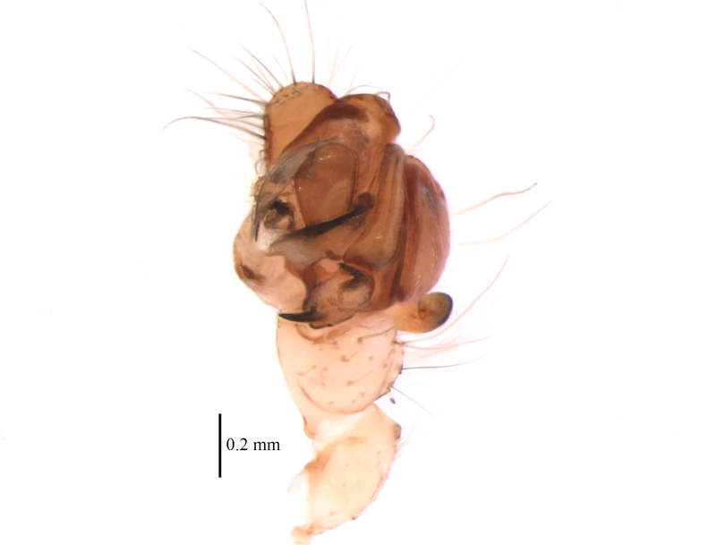 Male Araneus trifolium palpa ventral