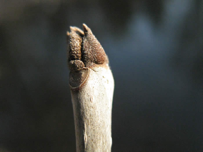 Green Ash Bud