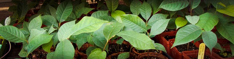 leaves of small plants being propagated