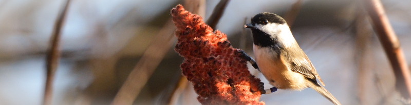 chickadee eating seeds