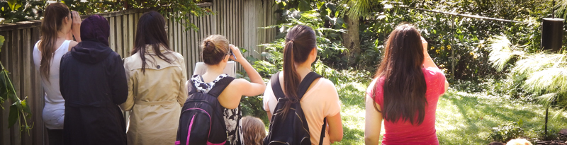 participants watch songbirds at an arboretum birdfeeder