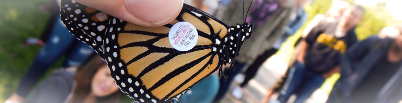 monarch butterfly marked for identification after release