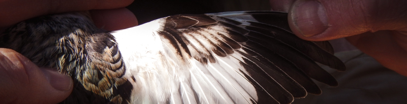 person examining bird wing