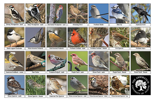 A selection of various birds