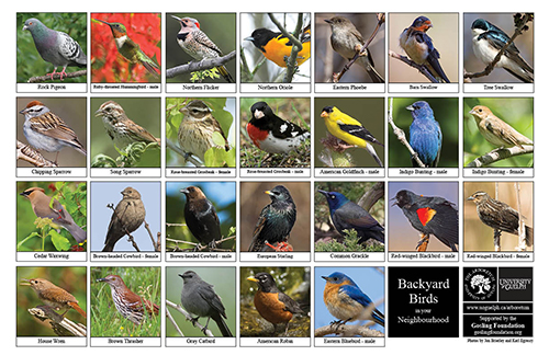 A selection of various birds