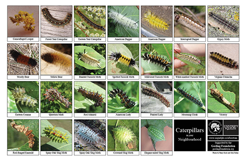 Biodiversity Identification Sheets: A Fun Way To Learn What Is Out 