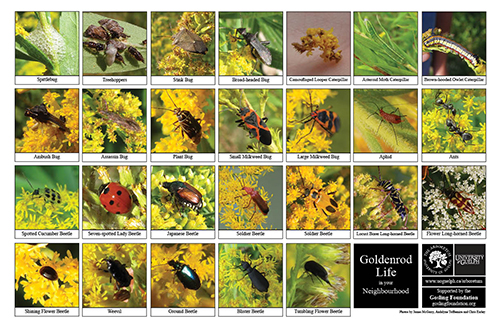 A selection of various insects