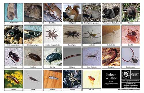 Selection of various indoor wildlife