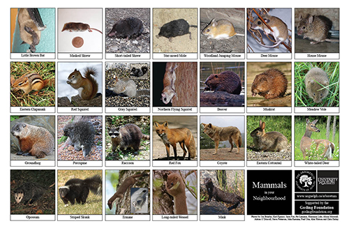 A selection of various mammals