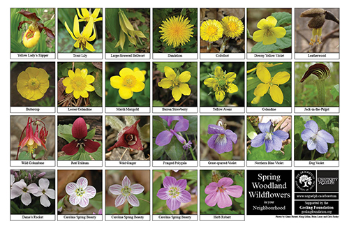 Selection of various wildflowers