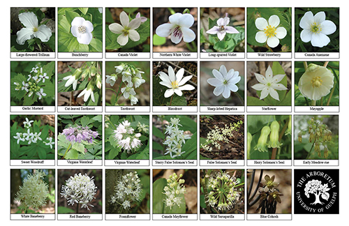 Selection of various wildflowers