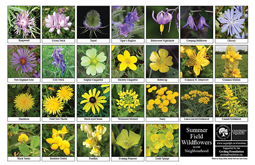 Selection of various wildflowers