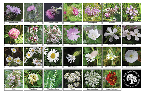 Selection of various wildflowers