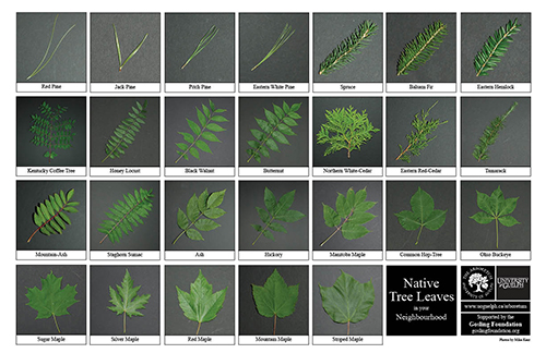 Selection of various tree leaves