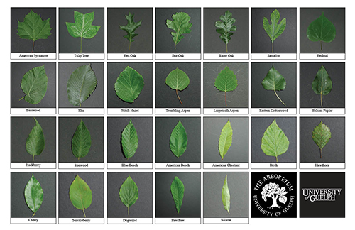 Selection of various tree leaves