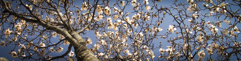 flowering tree