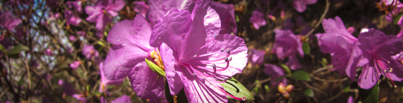 pink flowers