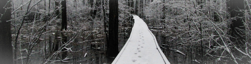 trail through the forest in the winter