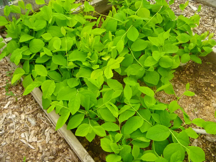 Leatherwood (Dirca palustris) seedlings after sprouting in an in-ground seed bed in one of our hoophouses.