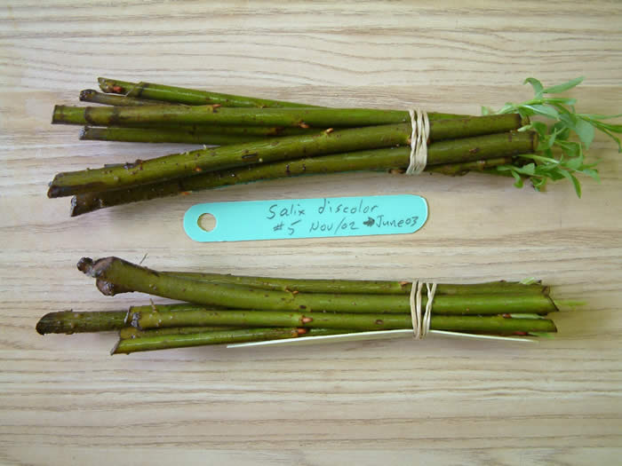 American pussywillow (Salix discolor) cuttings ready for rooting.