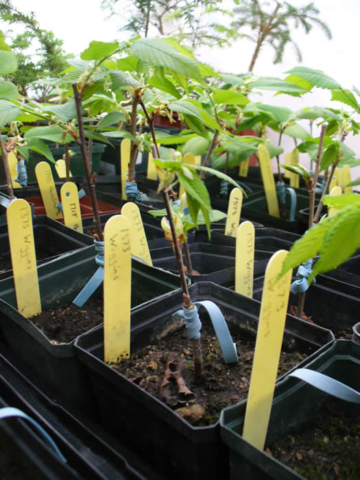 American elms (Ulmus americana) propagated by top-grafting as part of our Elm Recovery Project.