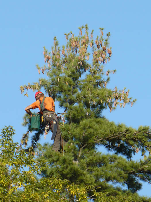 Professional arborist, Doug Steel, collecting seed from the 100+ year-old Zavitz Pines in the Arboretum