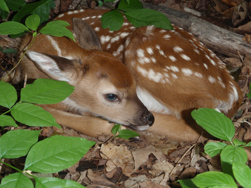 White-tailed Deer