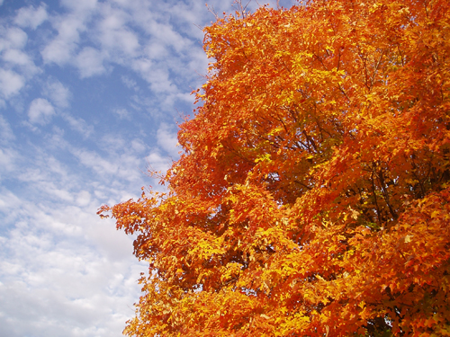 Sugar Maple