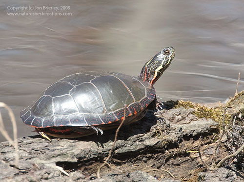 Painted Turtle