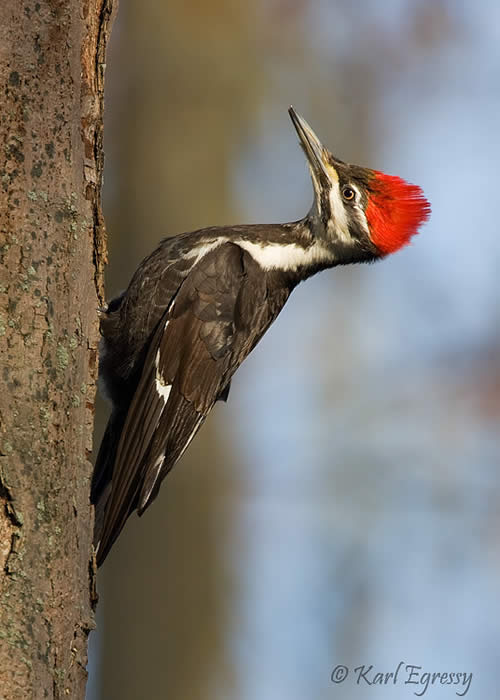 Female Pileated Woodpecker