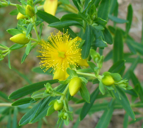 Kalm's St. Johnswort