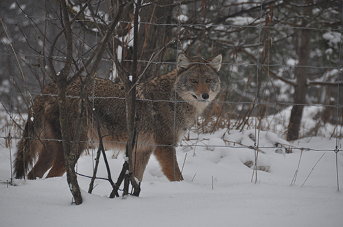 Coyote