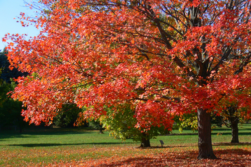 Sugar Maple in the fall