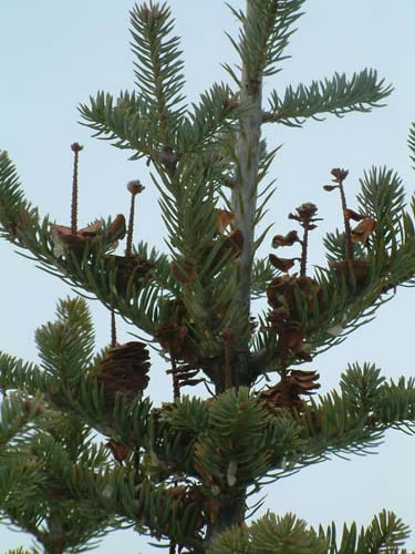 Balsam Fir cones