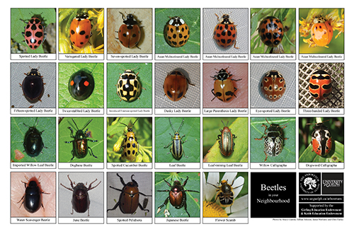 beetle biodiversity sheet - side 1