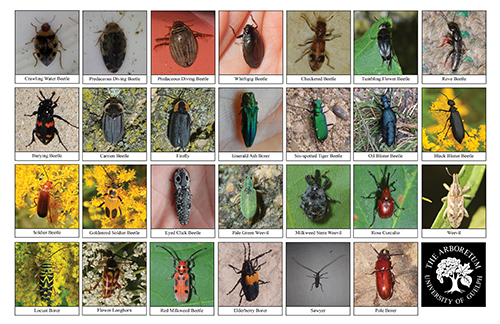beetle biodiversity sheet - side 2