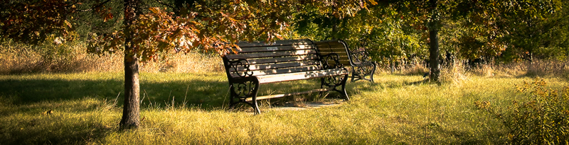 bench in the World of Trees Collection