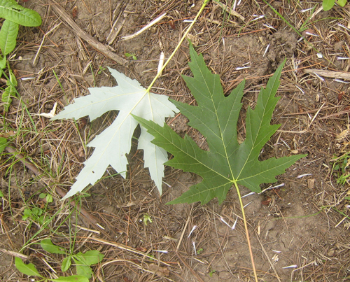 Both sides of a silver maple leaf