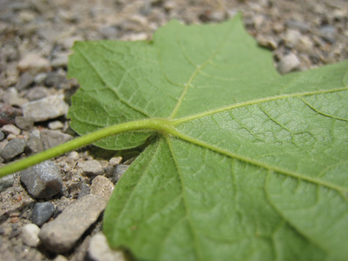 Underside of a Black Maple Leaf