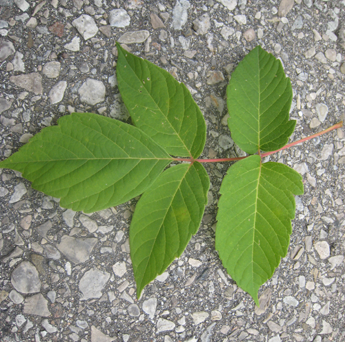 Manitoba Maple Leaves