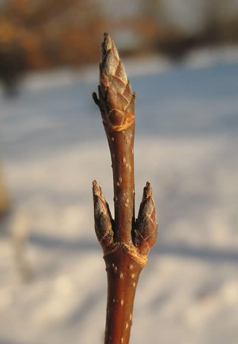 Sugar Maple Twig