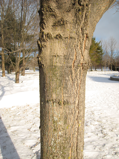 Black Maple Bark