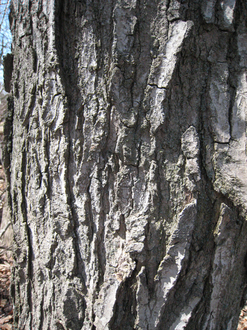 Sugar Maple Bark